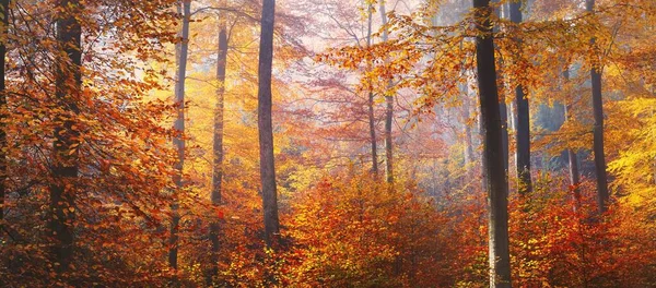 Colinas Floresta Dourada Nevoeiro Fortes Árvores Faia Folhas Coloridas Paisagem — Fotografia de Stock