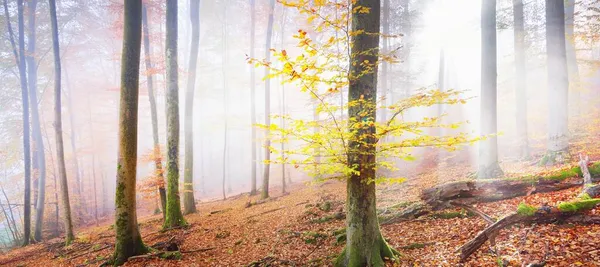 Golden Forest Hills Fog Mighty Beech Trees Colorful Leaves Fairy — Stock Photo, Image