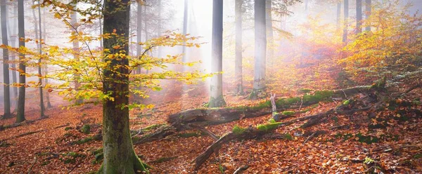 Golden Forest Hills Fog Mighty Beech Trees Colorful Leaves Fairy — Stock Photo, Image