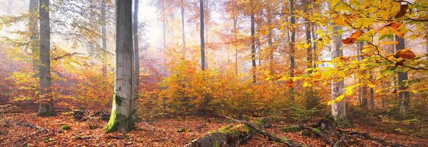 金色的森林在雾中群山 雄伟的山毛榉树 五彩斑斓的树叶 美丽的秋天风景 纯净的阳光 阳光穿过树干 全景视图 — 图库照片