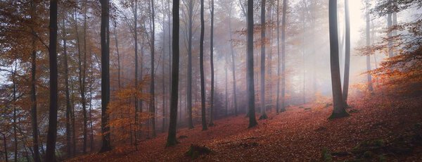 Mysterious forest hills in a fog. Mighty beech trees, golden leaves. Fairy autumn landscape. Pure sunlight, sunbeams through the tree trunks. Panoramic view. Fairytale, silence, dream concepts