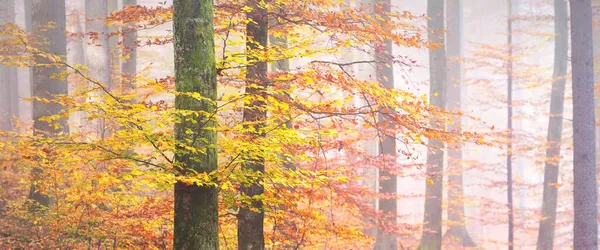 Altın Orman Tepeleri Sisli Güçlü Kayın Ağaçları Renkli Yapraklar Peri — Stok fotoğraf