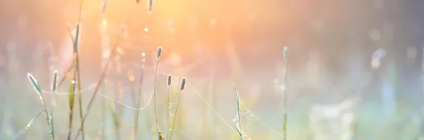 Telaraña Plantas Gotas Rocío Una Neblina Mañana Amanecer Primer Plano — Foto de Stock