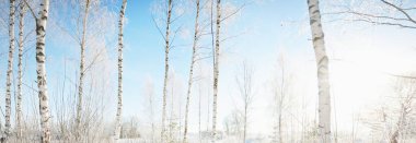 Kar fırtınasından sonra tepedeki huş ağaçları. Yağan kar taneleri, ağaç gövdelerinin arasından geçen saf sabah güneşi. Açık mavi gökyüzü. Kış Harikalar Diyarı. Idyllic kış sahnesi. Finlandiya