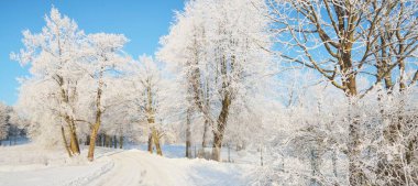 Köyde karla kaplı köy yolu, araba ve insan izleri var. Kış mevsiminde uzun ağaçlar, sıcak güneş ışığı. Açık kış günü. Letonya