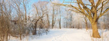 Eski şehir parkında, uzun ağaç gövdeleri yaklaşan bir kar fırtınasından sonra bir patika. Dalların üzerinde don var. Taze karda insan izleri. Yerdeki gölgeler. Açık mavi gökyüzü. - Letonya. Kış sahnesi