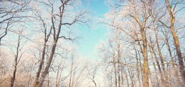 Kar fırtınasından sonra eski şehir parkının alçak açılı görüntüsü, ağaç gövdeleri yakın plan. Dalların üzerinde don var. Açık mavi gökyüzü