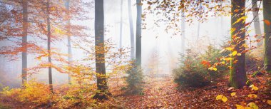 Altın orman tepeleri sisli. Güçlü kayın ağaçları, renkli yapraklar. Peri sonbahar manzarası. Saf güneş ışığı, ağaç gövdelerinde güneş ışınları. Doğa, mevsimler, ekoloji, çevre. Panoramik görünüm