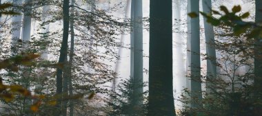 Sis içindeki gizemli orman tepeleri. Güçlü kayın ağaçları, altın yapraklar. Peri sonbahar manzarası. Saf güneş ışığı, ağaç gövdelerinde güneş ışınları. Panoramik manzara. Peri masalı, sessizlik, rüya kavramları
