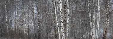 Yaprak döken orman. Ağaç ağaçları kırağı kaplamıştı. Letonya 'da kış başları. Karanlık atmosferik manzara. Panoramik siyah beyaz resim