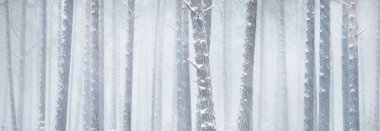 Kar fırtınasında çam ağaçlarıyla kaplı bir orman. Her daim yeşil olan ağaçlar. Karanlık atmosferik manzara. Idyllic kırsal kesim. Kış Harikalar Diyarı. Panoramik manzara. Saf doğa, iklim değişikliği, mevsim