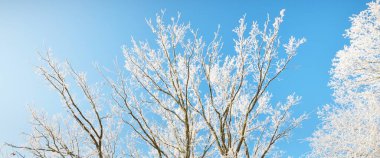 Kar fırtınasından sonra eski şehir parkının alçak açılı görüntüsü, ağaç gövdeleri yakın plan. Dalların üzerinde don var. Açık mavi gökyüzü