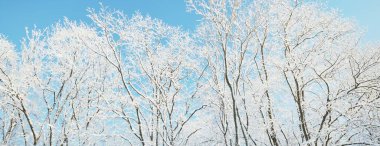 Karla kaplı ağaçlar. Kar fırtınasından sonra orman. Gün doğumu, saf güneş ışığı. Kış Harikalar Diyarı. Laponya, Finlandiya