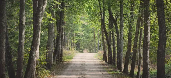 Arco Verde Strada Campagna Corsia Singola Alberi Possenti Luce Del — Foto Stock