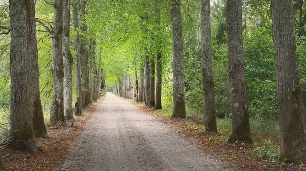 绿色拱门 单行线乡村道路 茂密的树木 阳光穿过树干 美丽的夏季风景 Idyllic森林场景 全景视图 — 图库照片