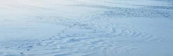 新雪中的人类脚印 落日下暴风雪后的雪原全景 芬兰拉普兰 冬天的仙境冰原生态 气候变化 全球变暖 — 图库照片