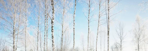 暴风雪过后 雪山上的白杨树 雪花飘落 清澈的晨光穿过树干 晴朗的蓝天 冬天的仙境宜人的冬季场景 — 图库照片