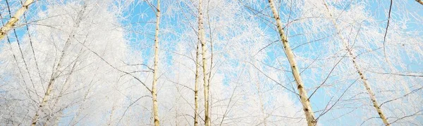 在一场暴风雪之后 旧城公园的低角度视野 树木树干的特写 树枝上有白霜 晴朗的蓝天 — 图库照片