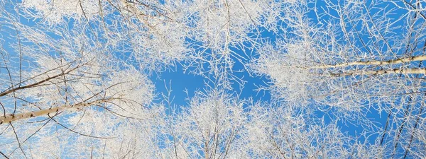 在一场暴风雪之后 低角的白桦林景象 树干紧贴着 树枝上有白霜 晴朗的蓝天 温暖的阳光拉脱维亚 — 图库照片