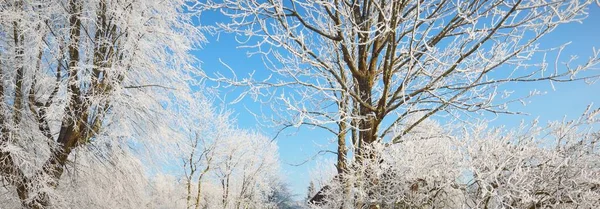 Árboles Cubiertos Nieve Bosque Después Una Ventisca Salida Del Sol —  Fotos de Stock