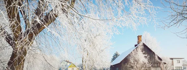 Gammalt Trähus Timmerstuga Höga Träd Hesparfrost Varmt Solljus Människa Och — Stockfoto