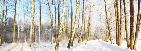 Açık Bir Günde Uzun Buz Gibi Ağaçların Arasında Karla Kaplı — Stok fotoğraf
