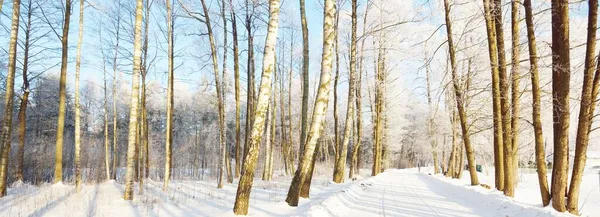 Vicolo Vuoto Coperto Neve Attraverso Gli Alti Alberi Ghiacciati Una — Foto Stock