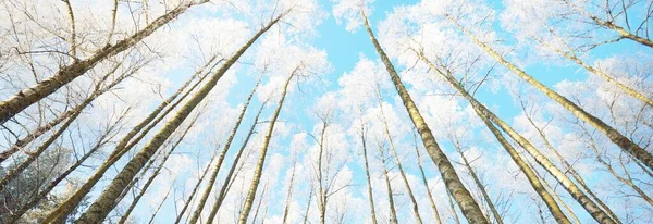 Засніжені Дерева Ліс Після Хуртовини Сонячний Схід Чисте Сонячне Світло — стокове фото