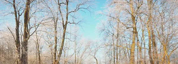 Ośnieżone Drzewa Las Zamieci Śnieżnej Wschód Słońca Czyste Słońce Zimowa — Zdjęcie stockowe