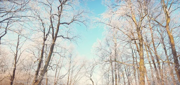 吹雪の後 旧市街公園の低角度ビュー 木の幹を閉じます 枝に霜が降ります 澄んだ青空 — ストック写真