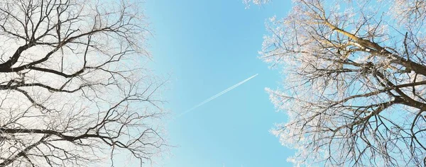 在一场暴风雪之后 旧城公园的低角度视野 树木树干的特写 树枝上有白霜 晴朗的蓝天 — 图库照片