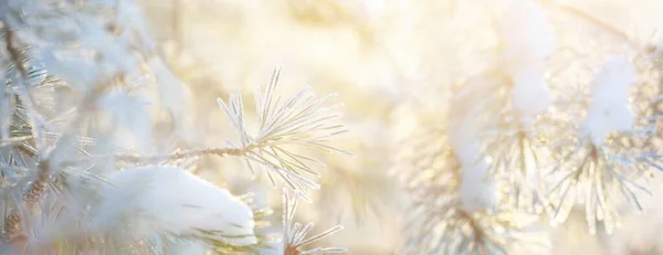 Ramo Pino Giovane Con Una Cono Coperta Hoarfrost Aghi Primo — Foto Stock