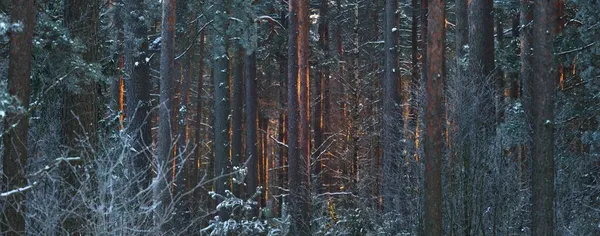 Τείχος Από Πεύκα Ερυθρελάτη Και Σημύδες Ένα Κωνοφόρο Δάσος Ηλιοβασίλεμα — Φωτογραφία Αρχείου