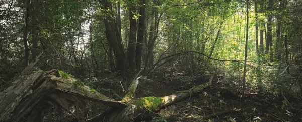 Bažinatý Opadavý Les Mech Kapradí Rostliny Sluneční Paprsky Proudící Mezi — Stock fotografie