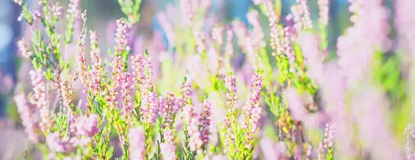 Forest Floor Blooming Pink Heather Flowers Evergreen Forest Sunrise Close — Stock Photo, Image