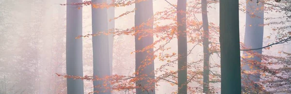 Golden Forest Hills Fog Mighty Beech Trees Colorful Leaves Fairy — Stock Photo, Image