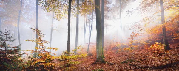 霧の中で黄金の森の丘 強大なブナの木 カラフルな葉 妖精の秋の風景 純粋な太陽の光は 木の幹を介して日光 パノラマビュー — ストック写真