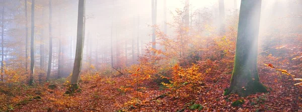 金色的森林在雾中群山 雄伟的山毛榉树 五彩斑斓的树叶 美丽的秋天风景 纯净的阳光 阳光穿过树干 全景视图 — 图库照片