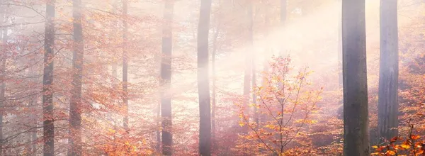 霧の中で黄金の森の丘 強大なブナの木 カラフルな葉 妖精の秋の風景 純粋な太陽の光は 木の幹を介して日光 パノラマビュー — ストック写真