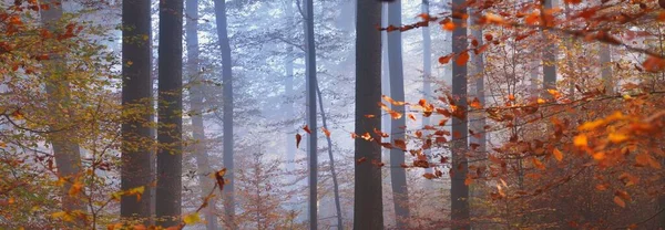 Mystérieuses Collines Forestières Dans Brouillard Puissants Hêtres Feuilles Dorées Paysage — Photo