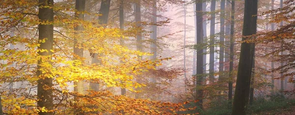 Misteriosas Colinas Del Bosque Una Niebla Poderosos Hayas Hojas Doradas —  Fotos de Stock