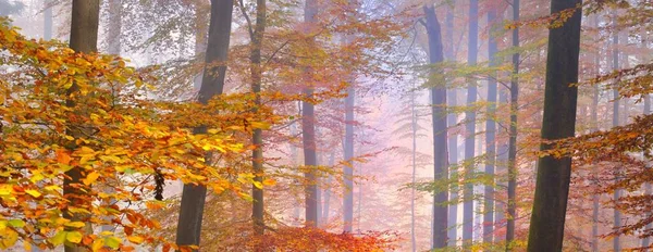 Colinas Del Bosque Dorado Una Niebla Poderosos Hayas Hojas Coloridas —  Fotos de Stock