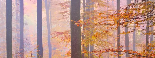 Collines Forêt Dorée Dans Brouillard Puissants Hêtres Feuilles Colorées Paysage — Photo