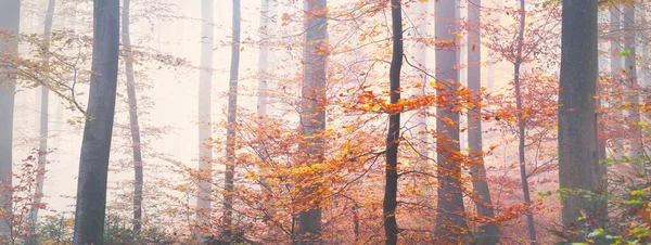 霧の中で黄金の森の丘 強大なブナの木 カラフルな葉 妖精の秋の風景 純粋な太陽の光は 木の幹を介して日光 パノラマビュー — ストック写真