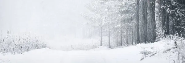 Ścieżka Przez Las Sosnowy Pokryty Śniegiem Śnieżycy Potężne Wiecznie Zielone — Zdjęcie stockowe