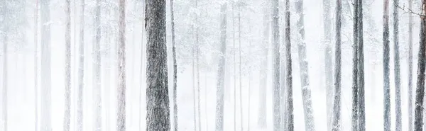 Camino Través Del Bosque Pinos Cubierto Nieve Una Ventisca Poderosos —  Fotos de Stock