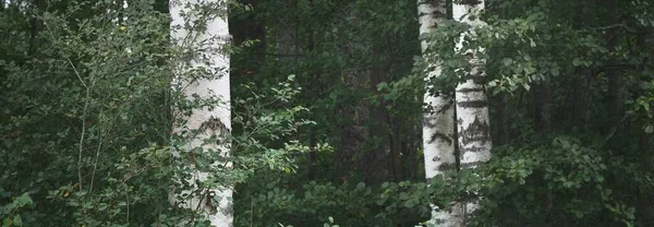 Árboles Abedul Bosque Verde Caducifolio Troncos Árboles Cerca Letonia Escena — Foto de Stock