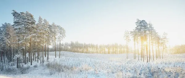 Tall Pines Hill Small Young Fir Trees Blizzard Sunrise Close — Stock Photo, Image