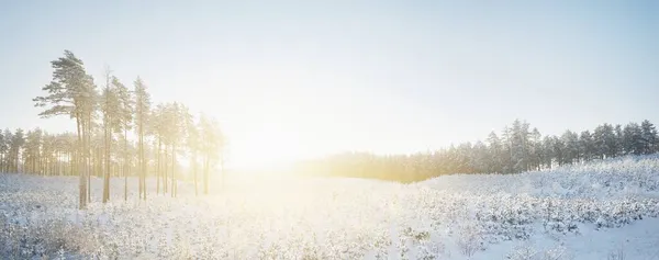 Tall Pines Hill Small Young Fir Trees Blizzard Sunrise Close — Stock Photo, Image