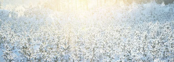 Small Young Fir Trees Blizzard Close Deforestation Northern Pine Tree — Stock Photo, Image